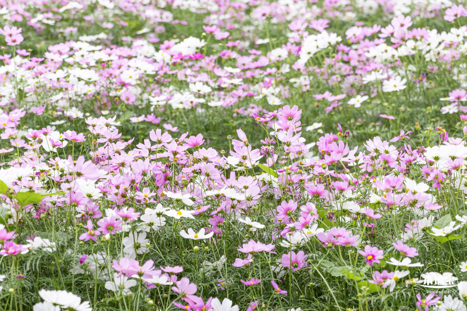西丽生态公园花海&菊花展