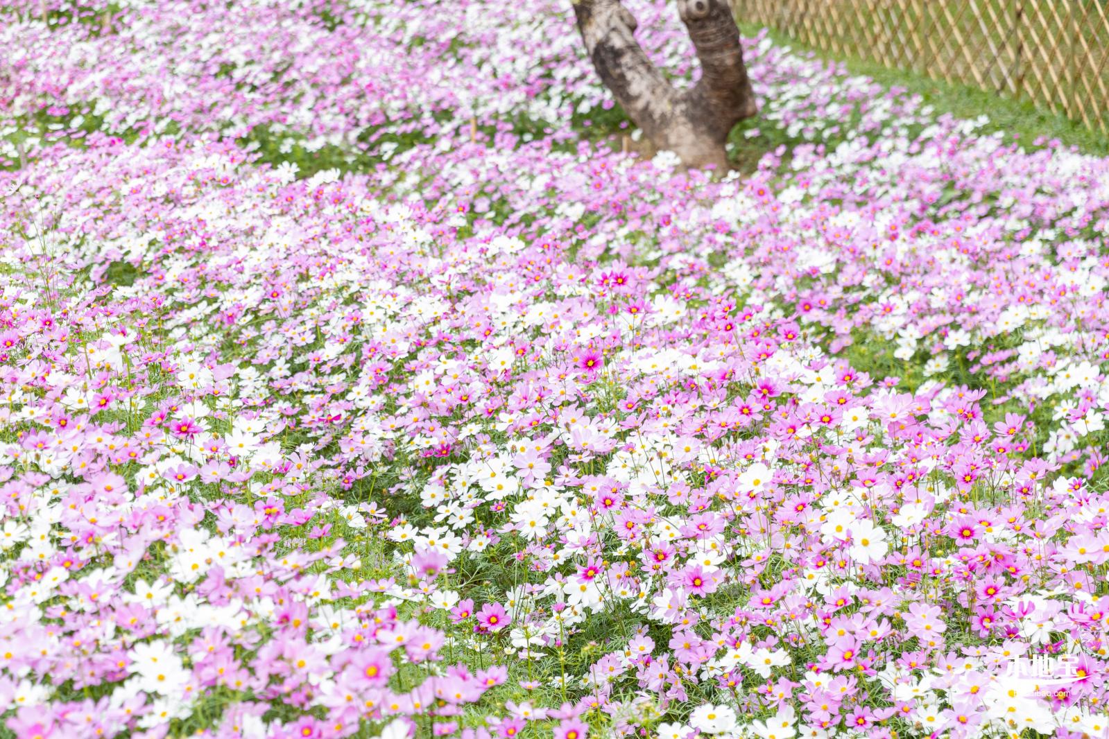 西丽生态公园花海&菊花展