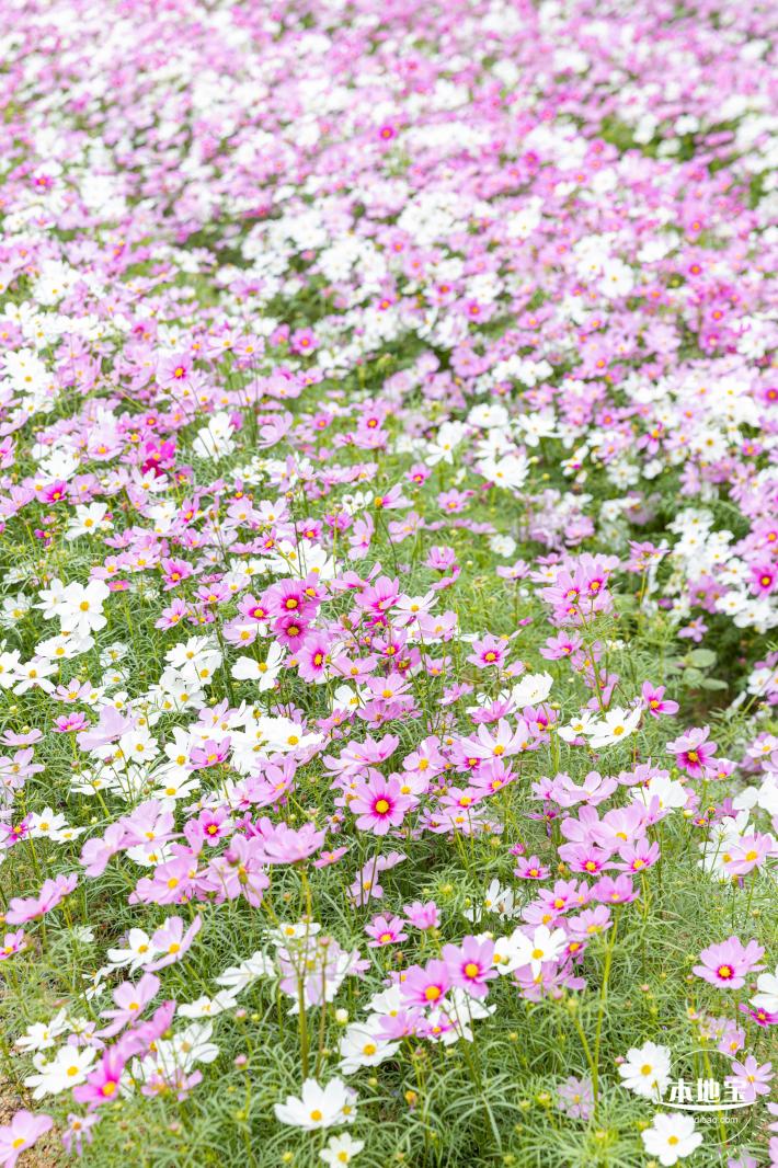 西丽生态公园花海&菊花展