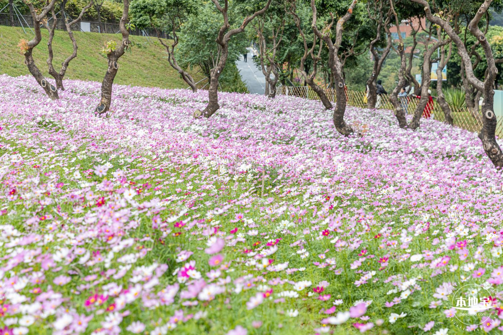 西丽生态公园花海&菊花展