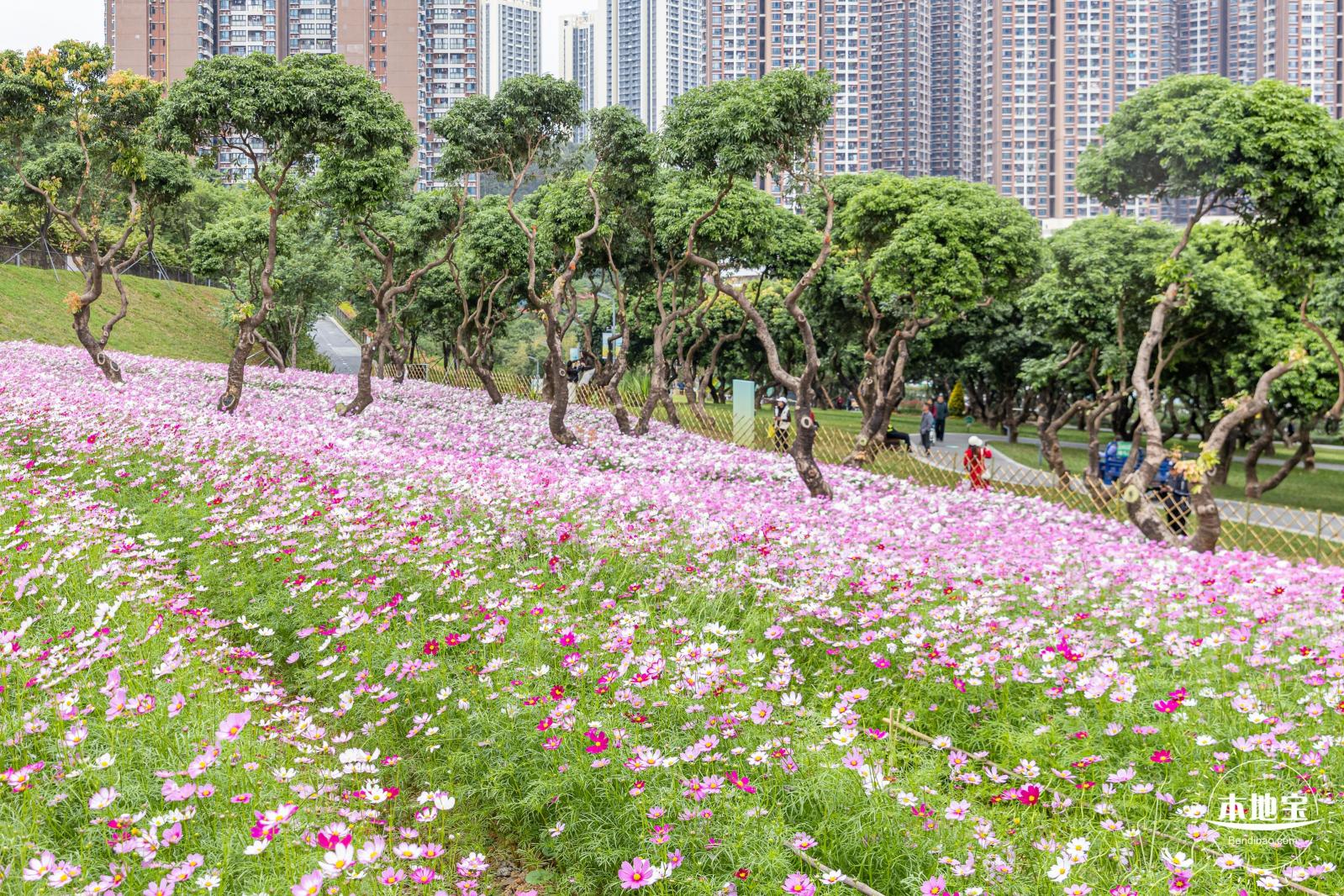 西丽生态公园花海&菊花展