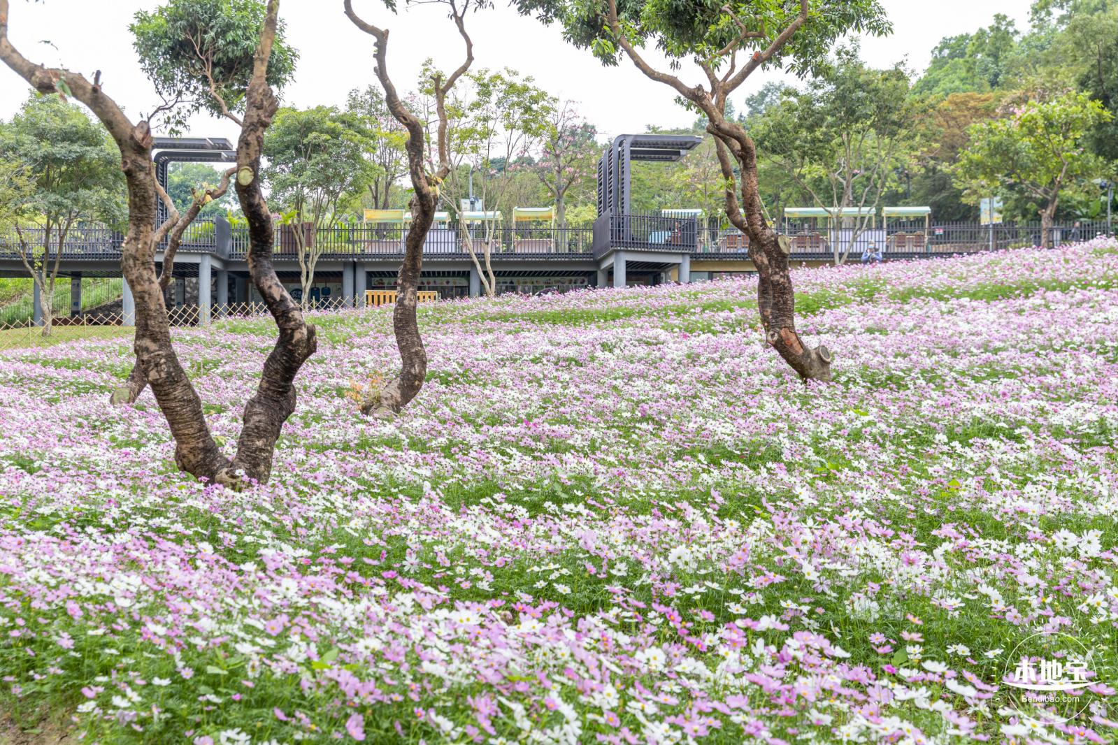 西丽生态公园花海&菊花展