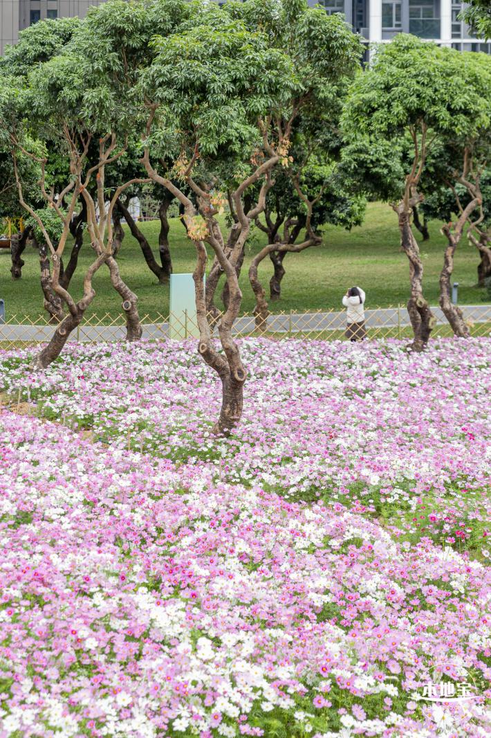 西丽生态公园花海&菊花展