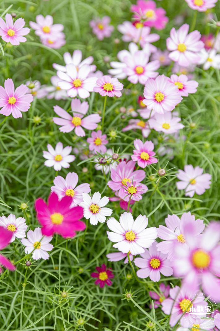 西丽生态公园花海&菊花展