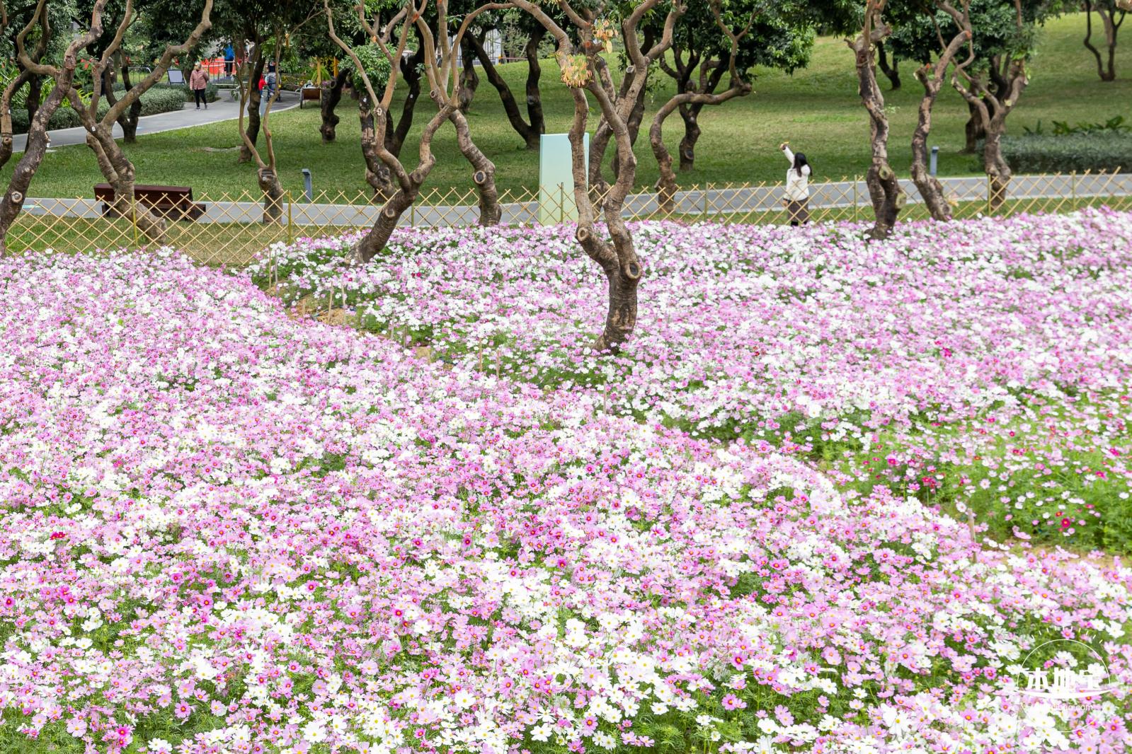 西丽生态公园花海&菊花展