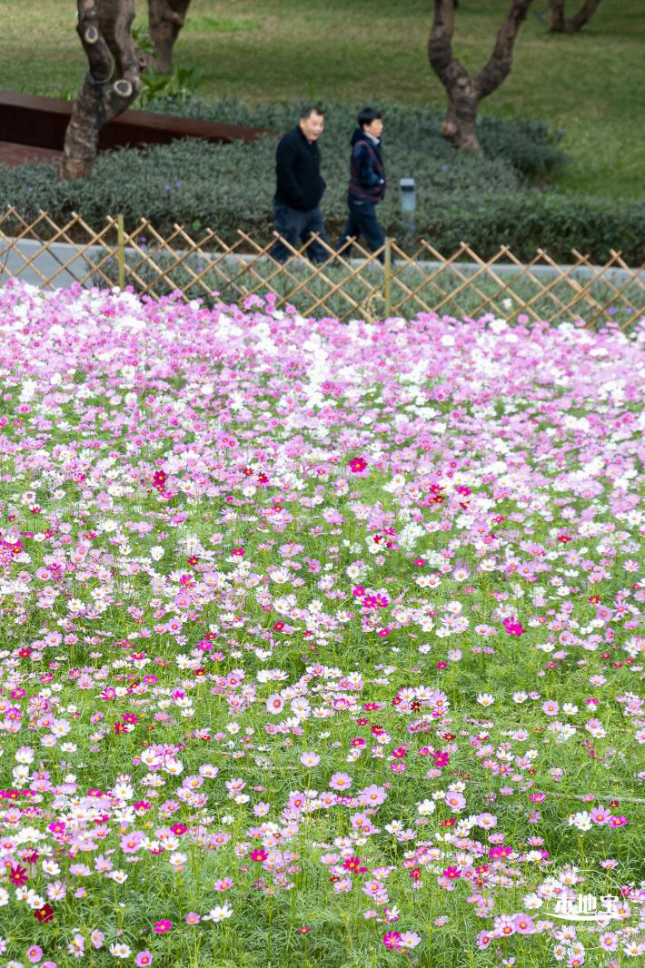 西丽生态公园花海&菊花展
