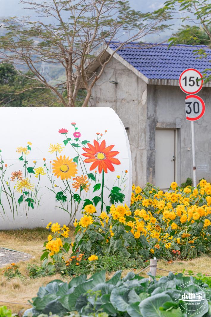 大鹏菊花展