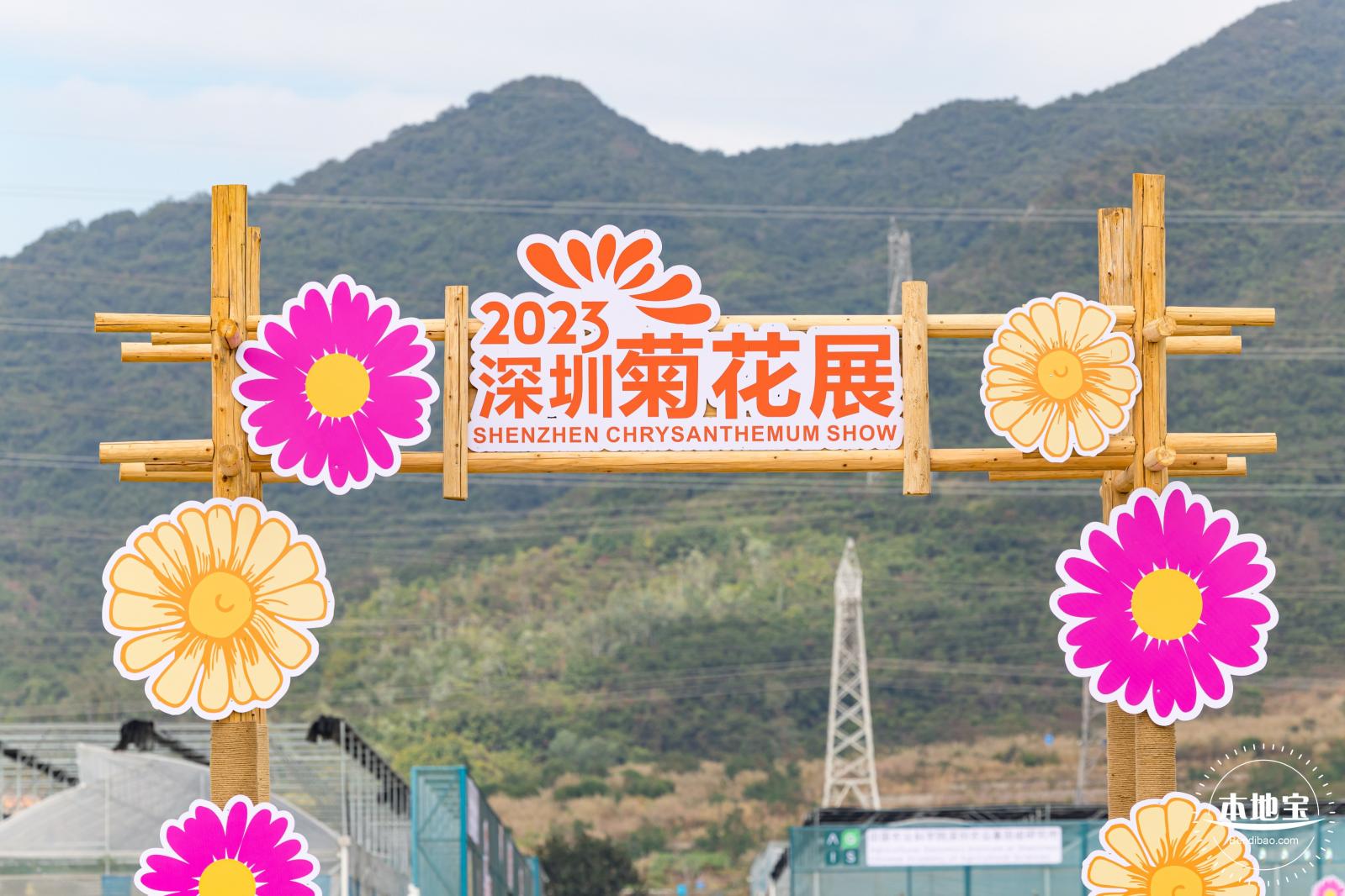大鹏菊花展