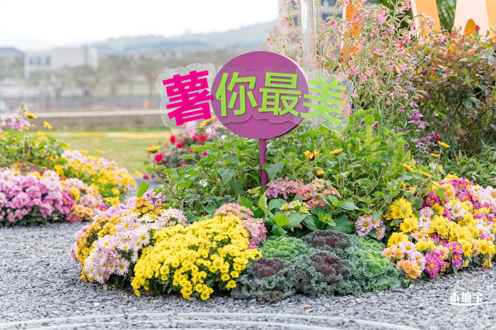 大鹏菊花展