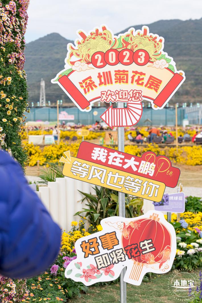 大鹏菊花展