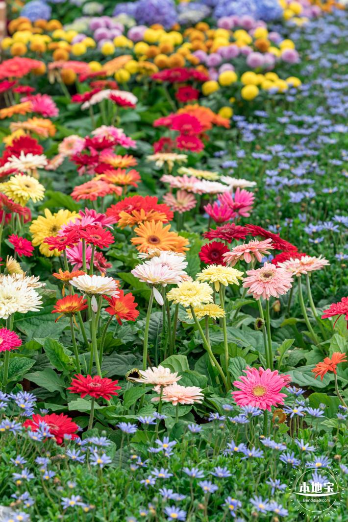大鹏菊花展