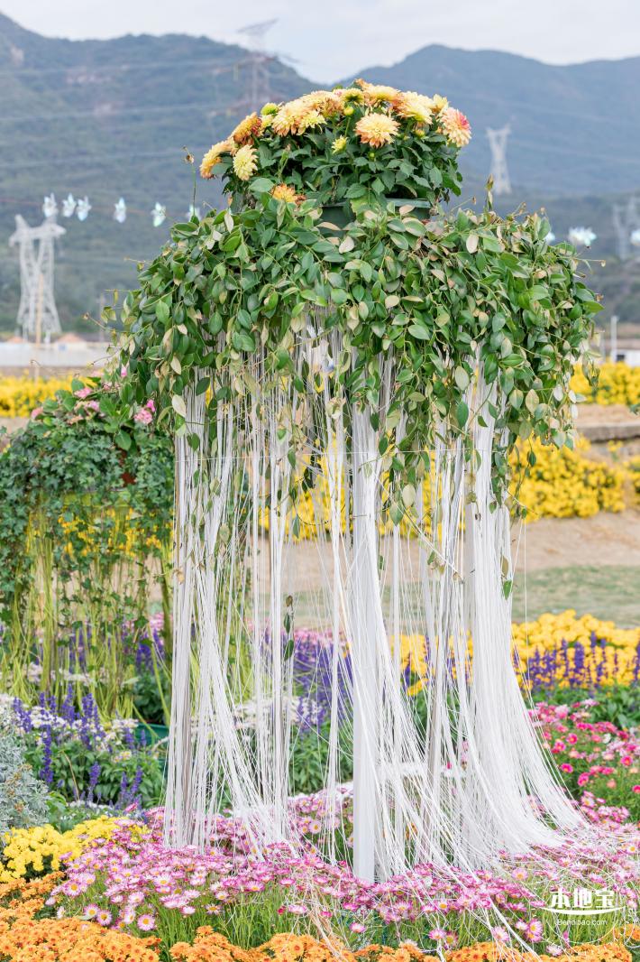 大鹏菊花展