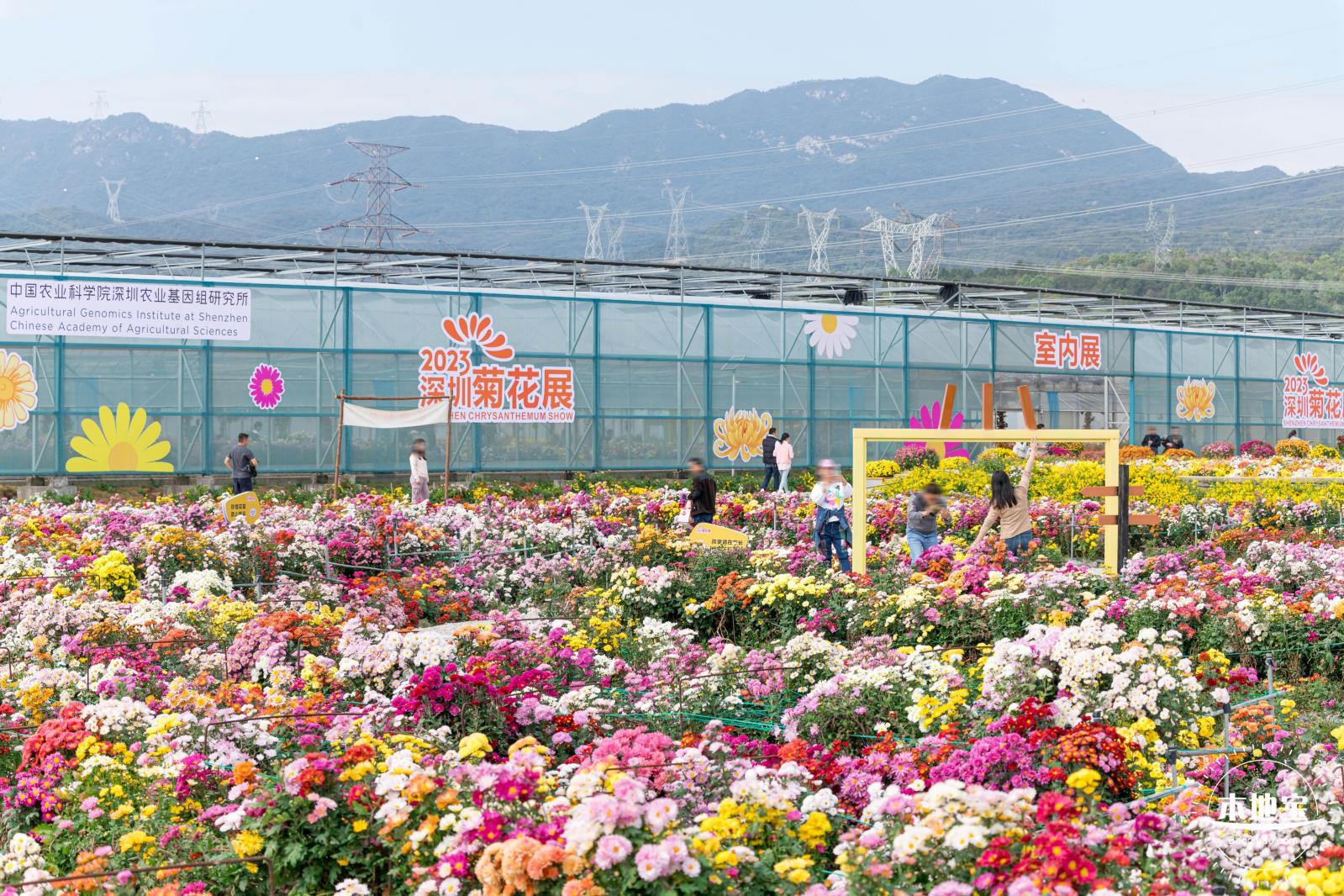 大鹏菊花展