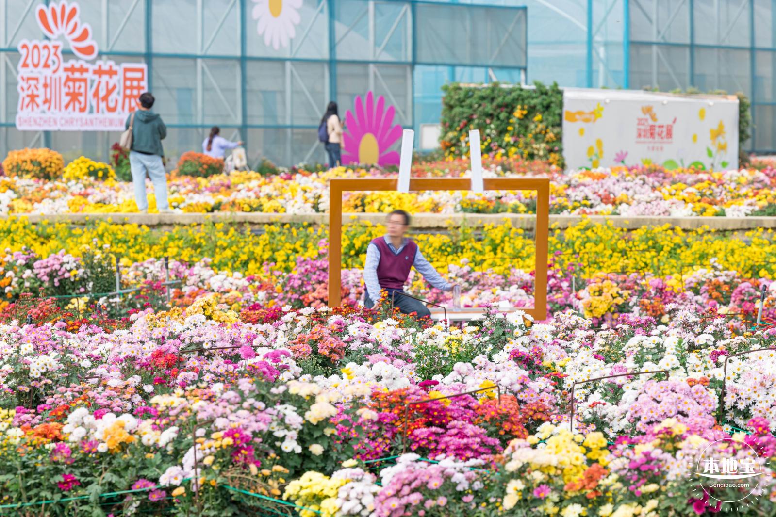大鹏菊花展