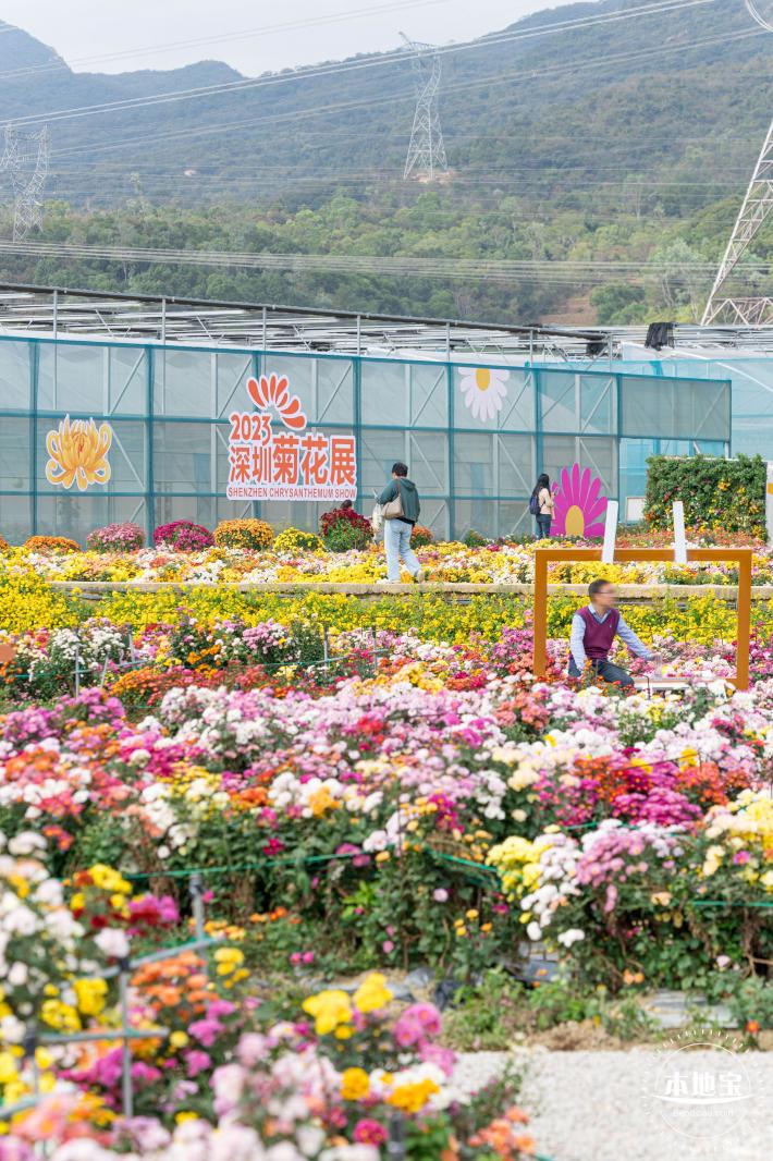大鹏菊花展