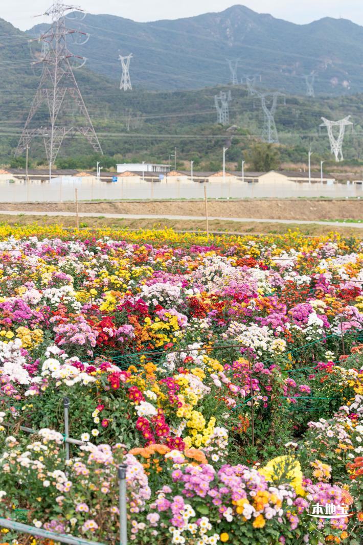 大鹏菊花展