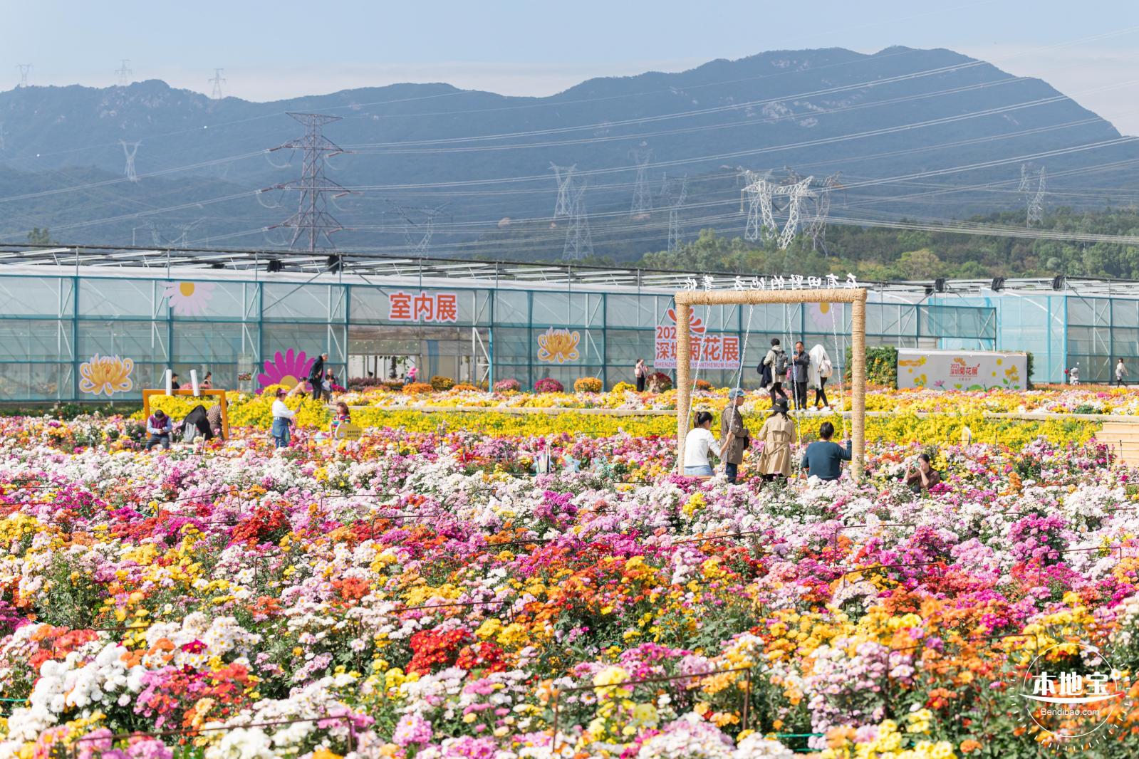 大鹏菊花展