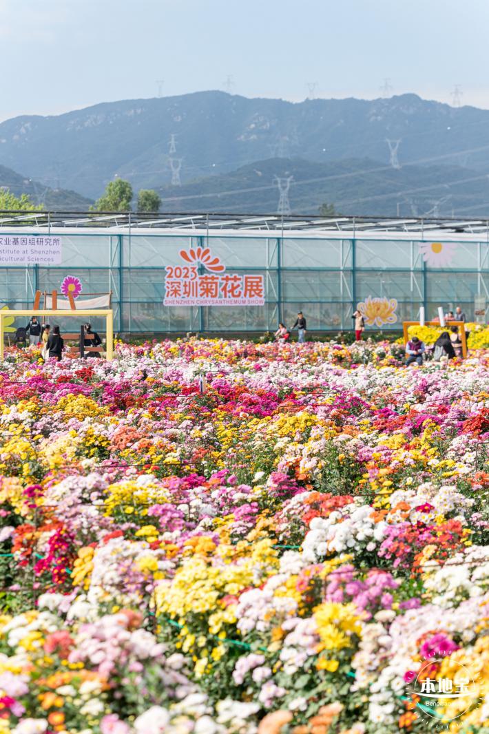 大鹏菊花展