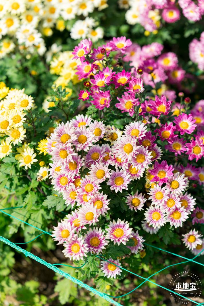 大鹏菊花展