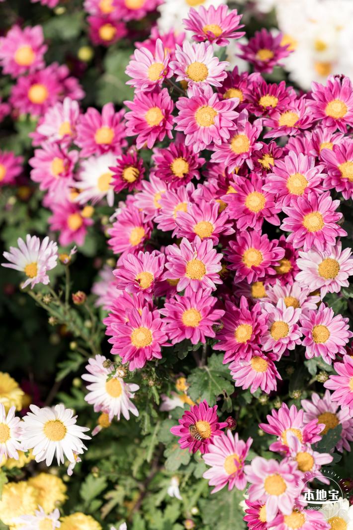大鹏菊花展