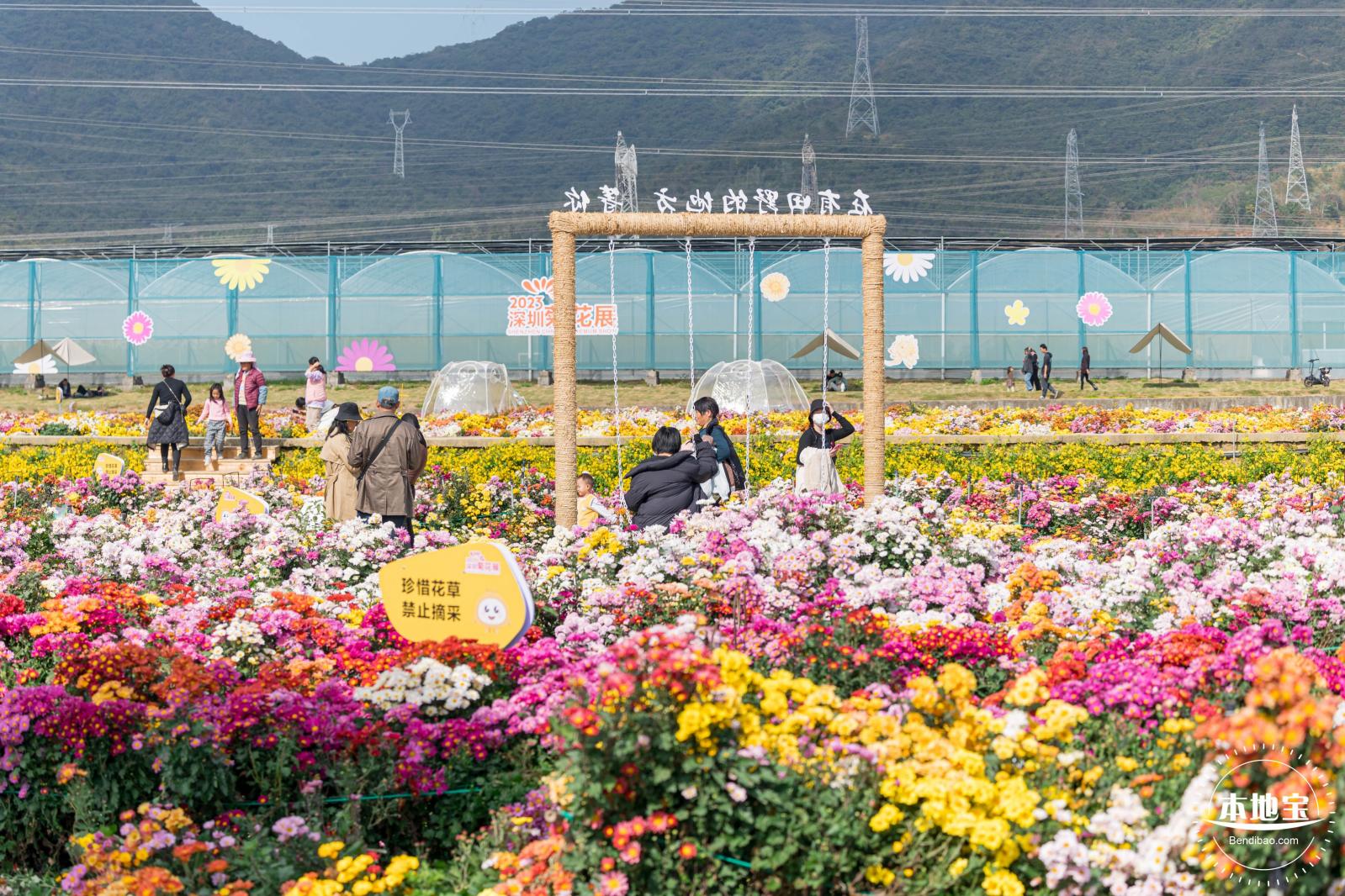 大鹏菊花展