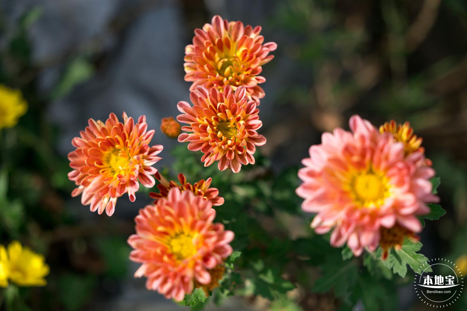 大鹏菊花展