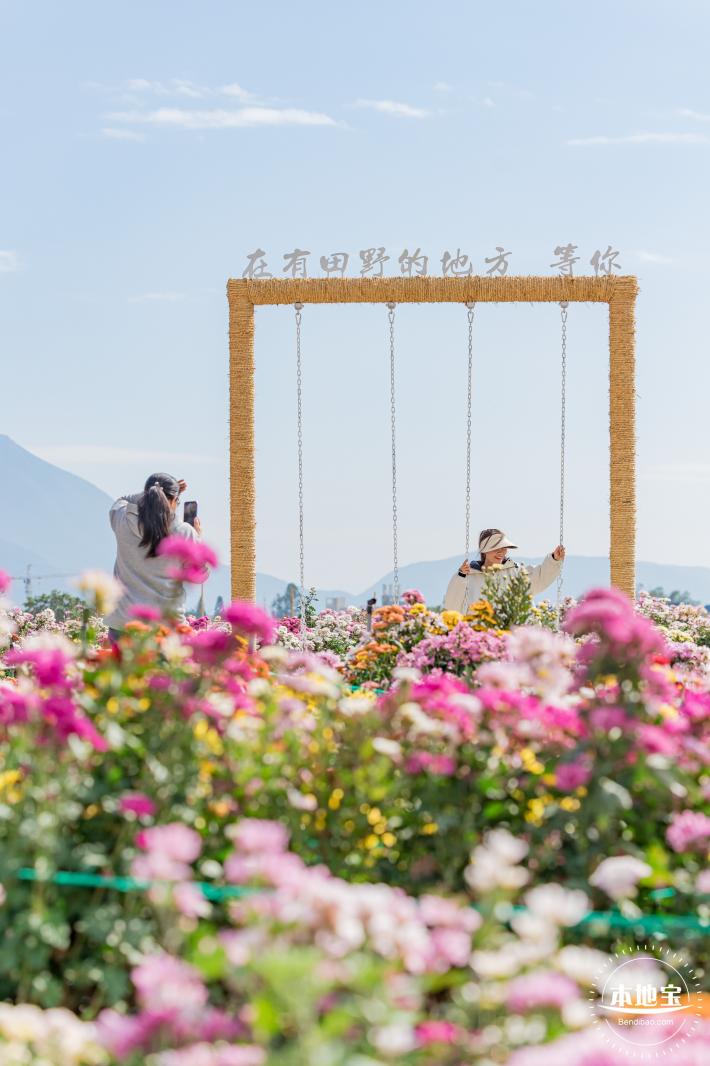 大鹏菊花展