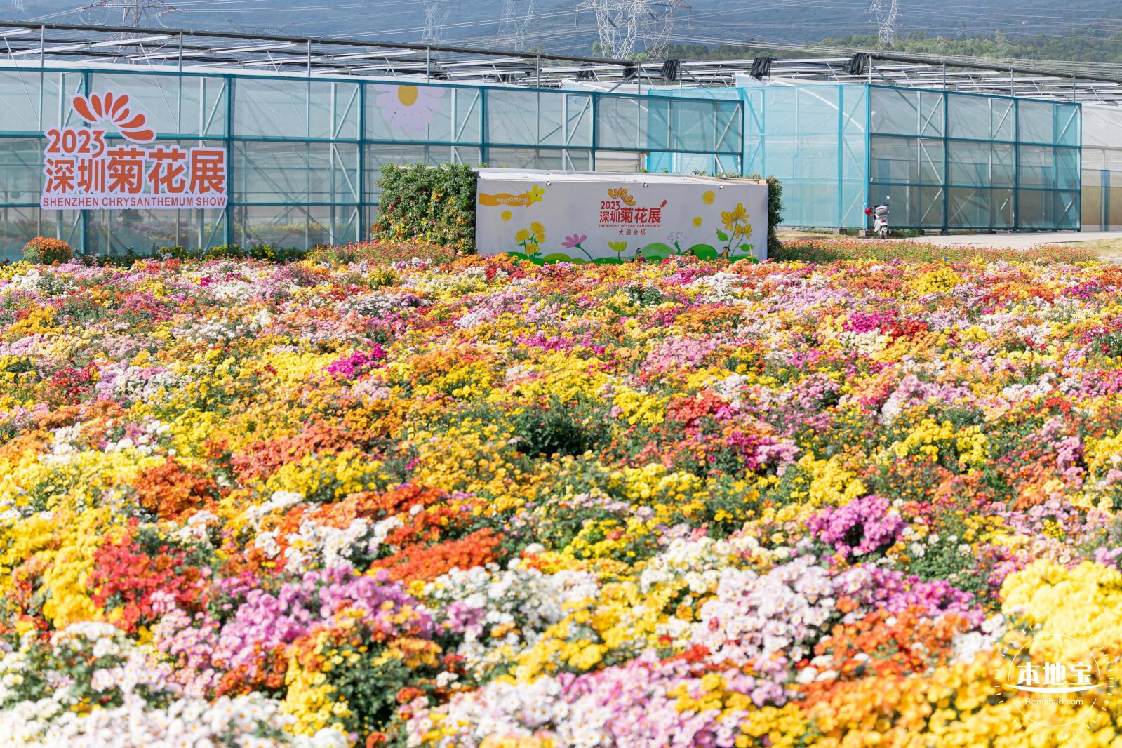 大鹏菊花展