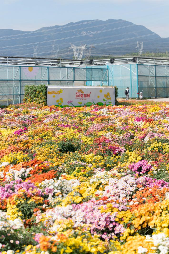 大鹏菊花展