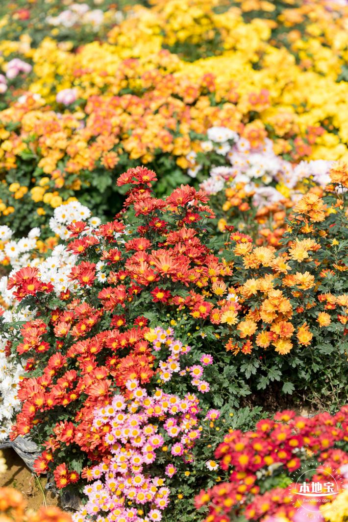 大鹏菊花展