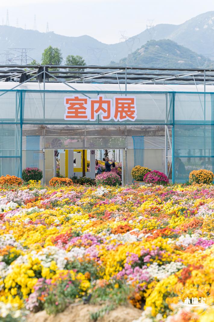 大鹏菊花展