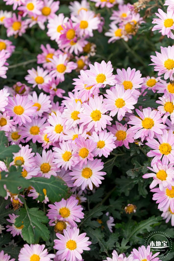 大鹏菊花展