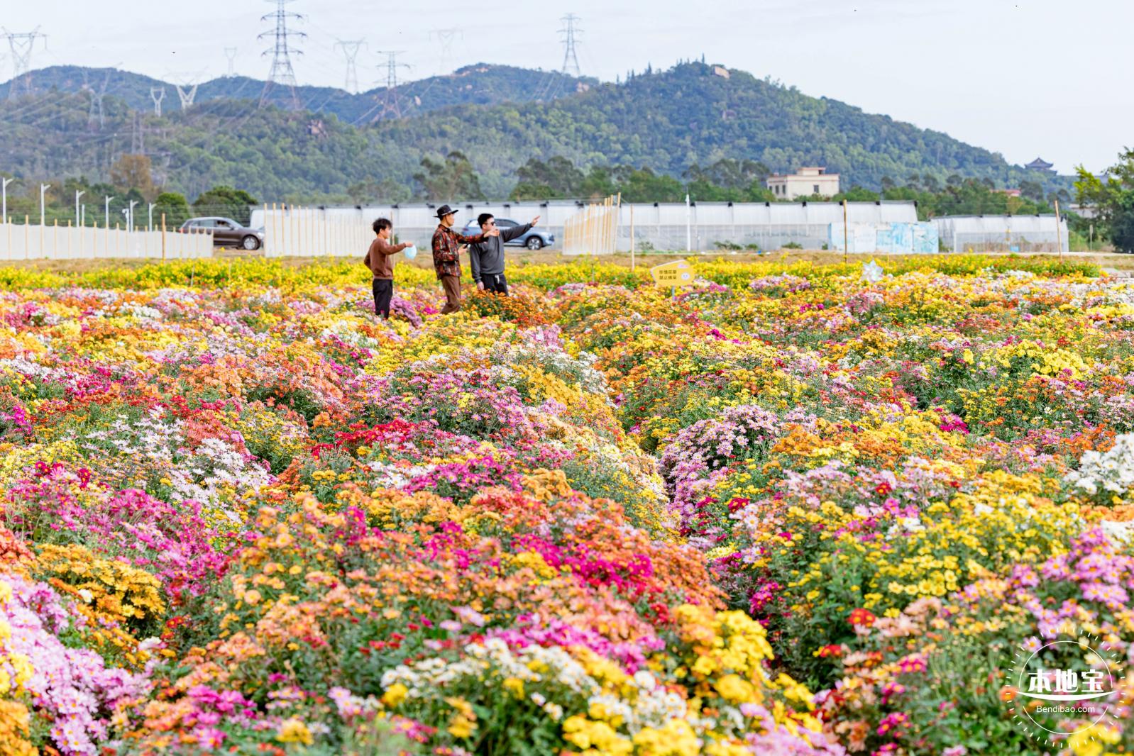 大鹏菊花展