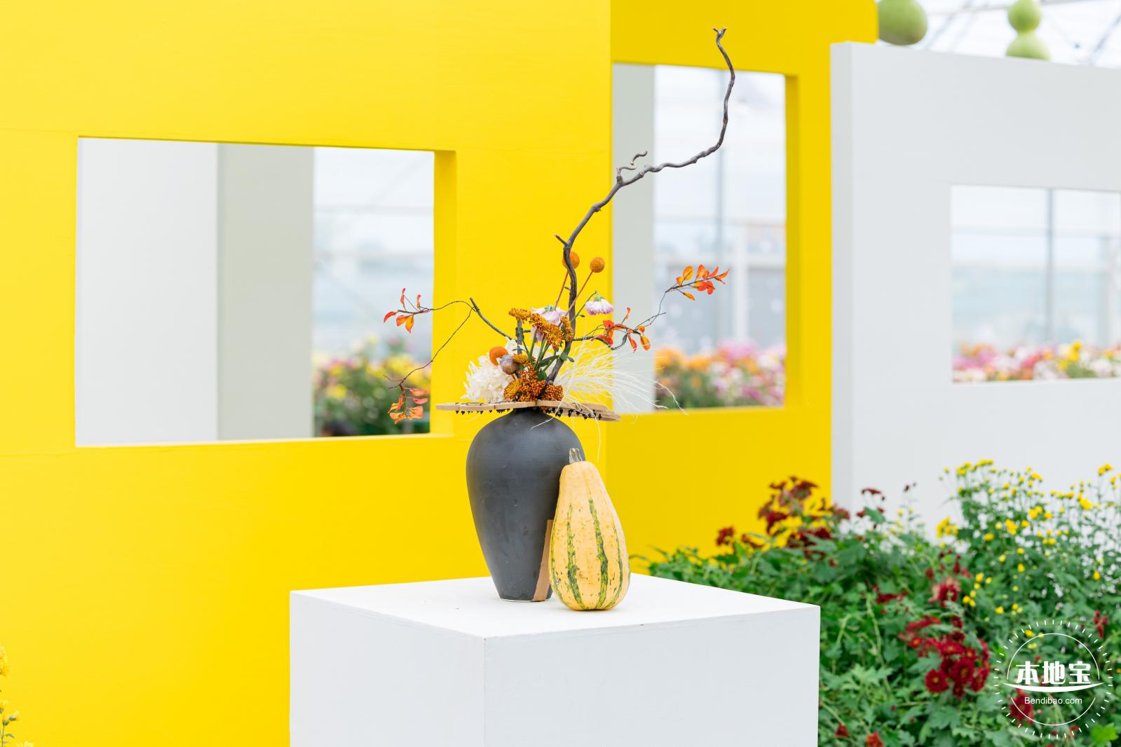 大鹏菊花展
