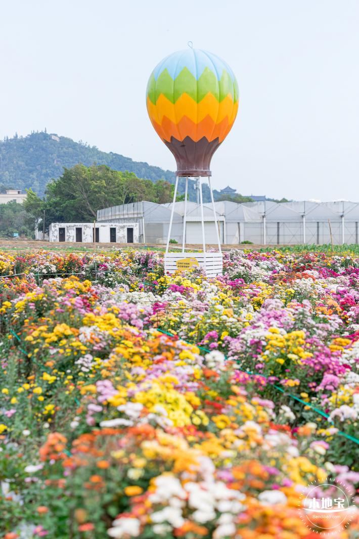 大鹏菊花展