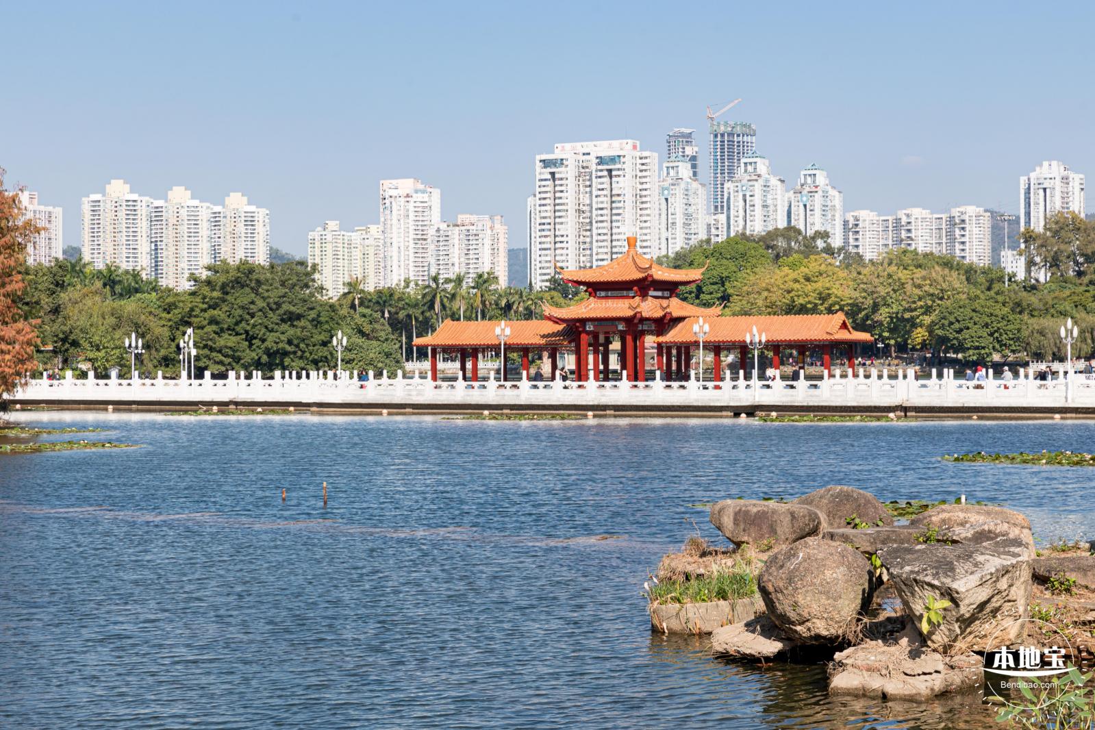 荔枝公园落羽杉