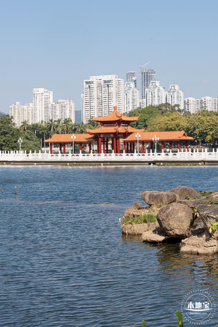 荔枝公园落羽杉