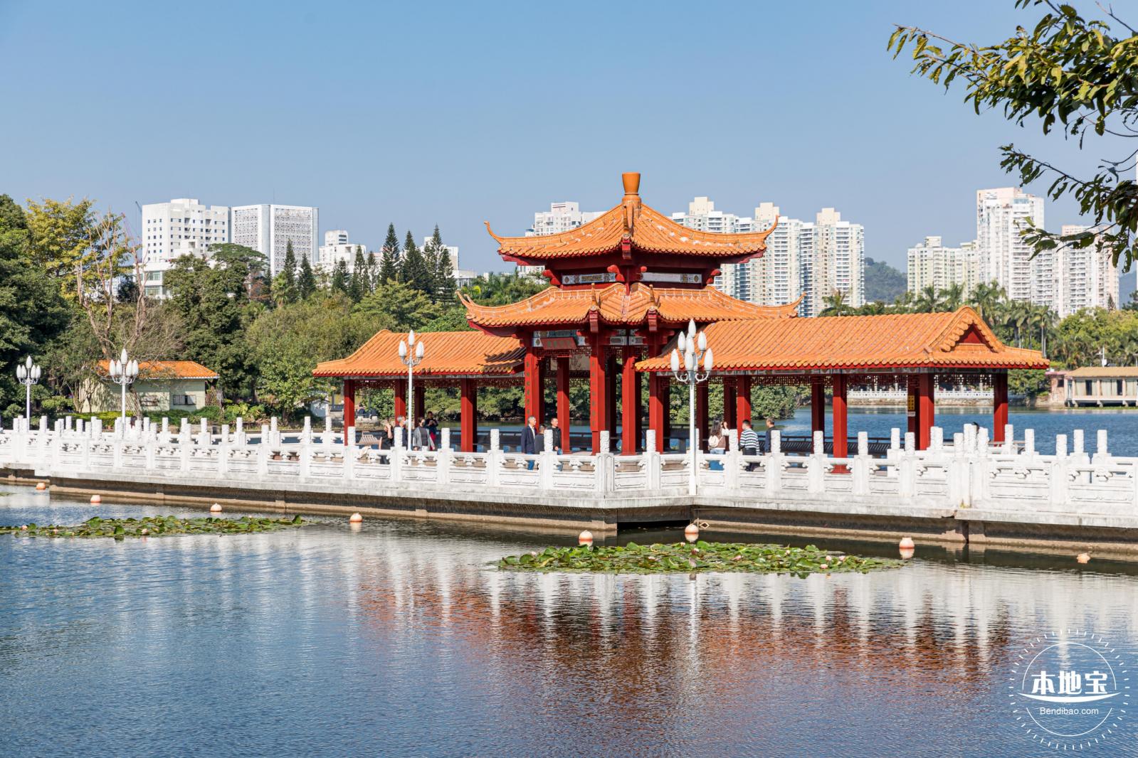 荔枝公园落羽杉