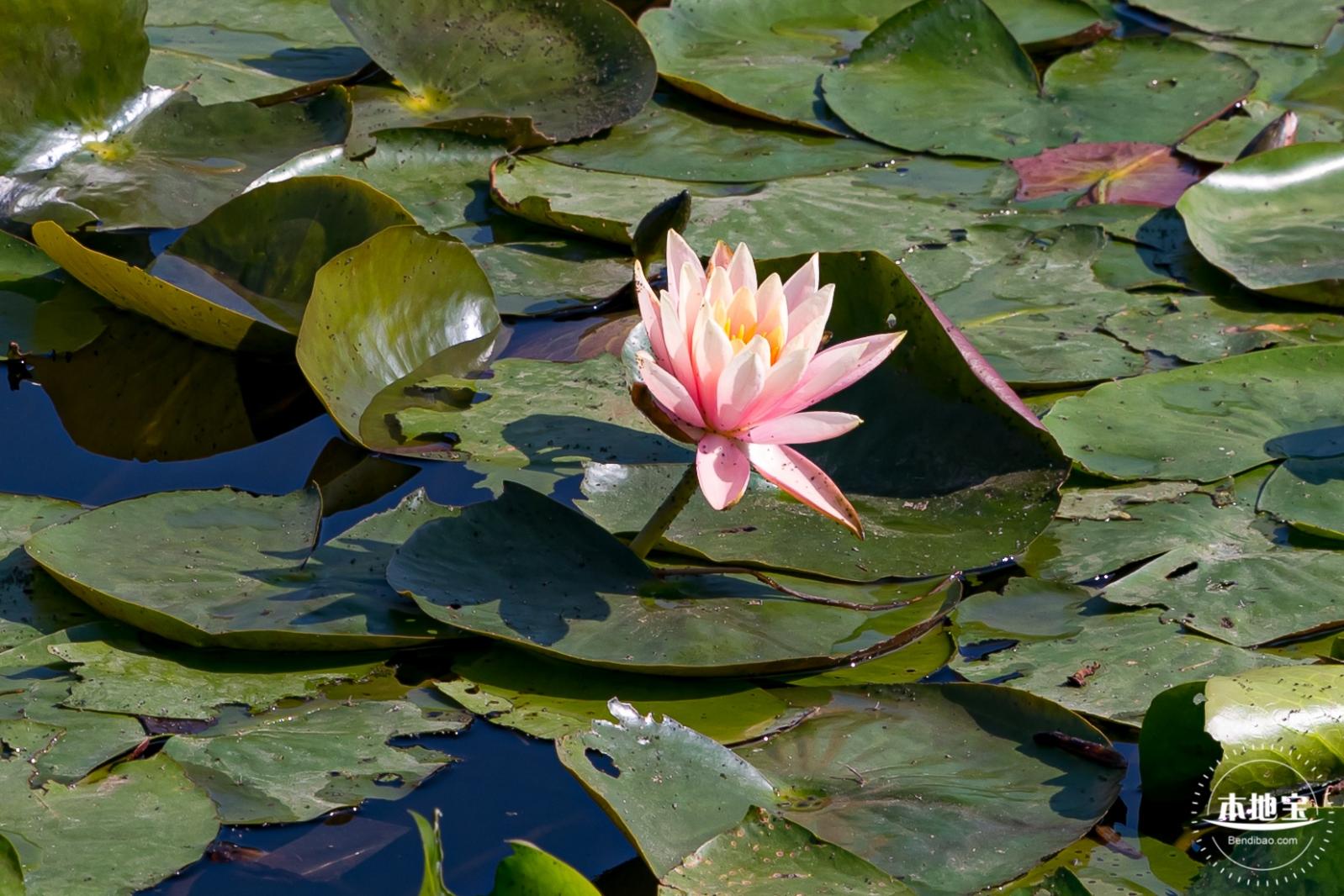 荔枝公园落羽杉