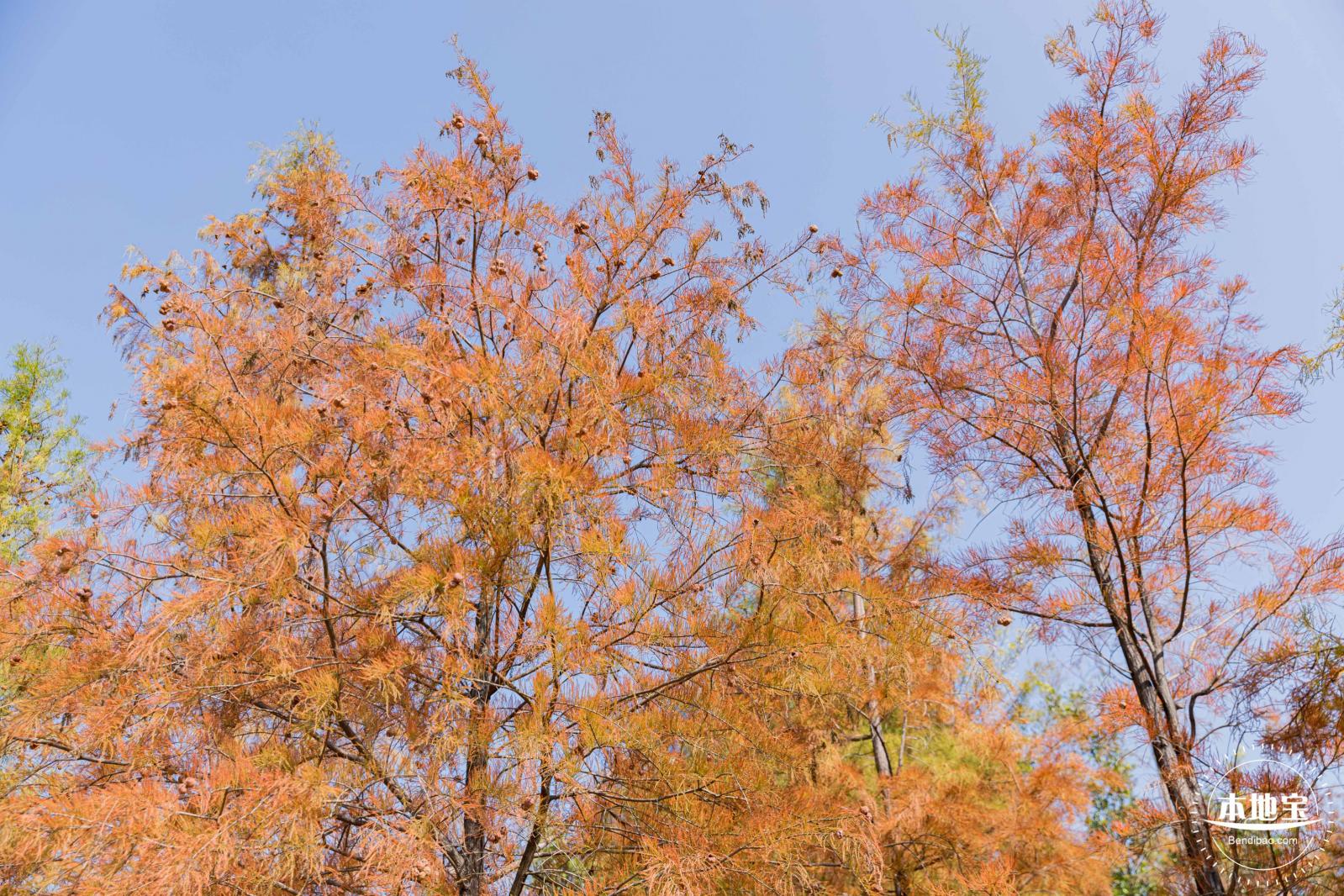 莲花山落羽杉
