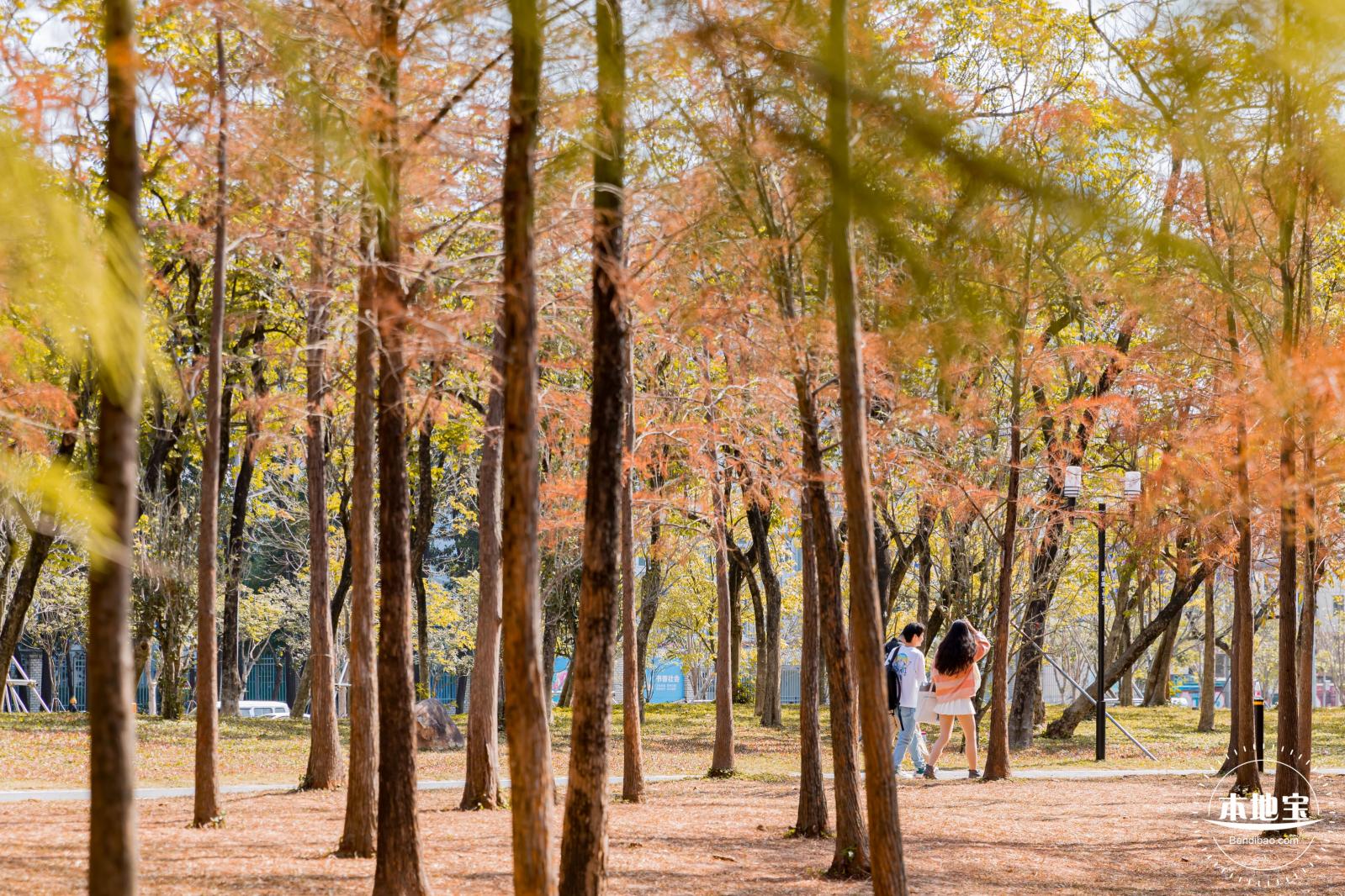 莲花山落羽杉