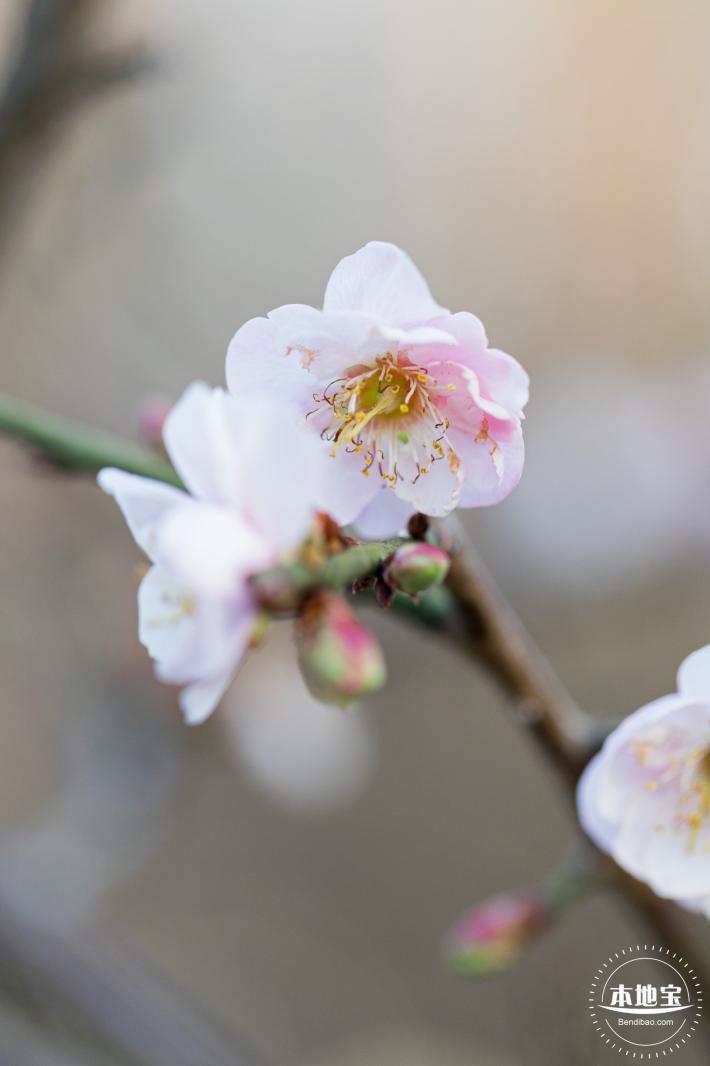 梅园梅花