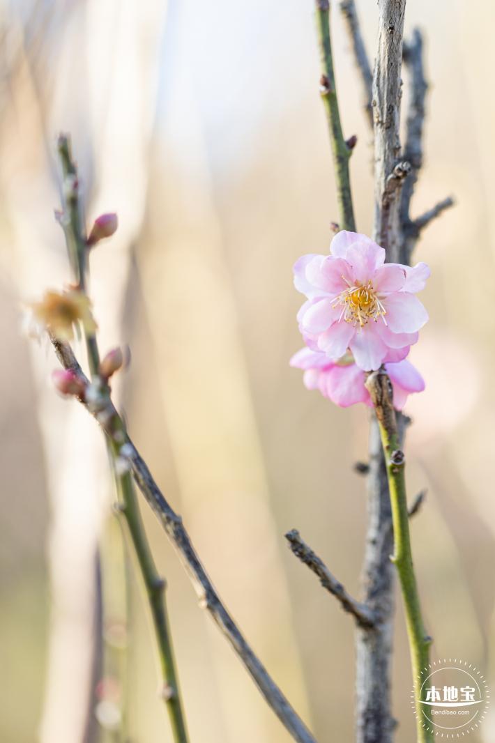 梅园梅花