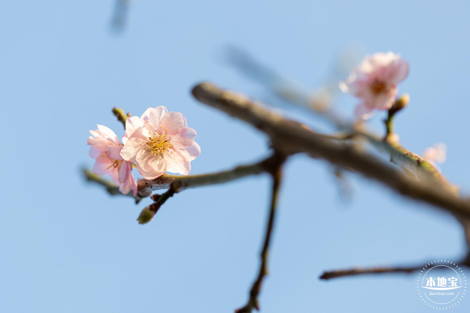 梅园梅花