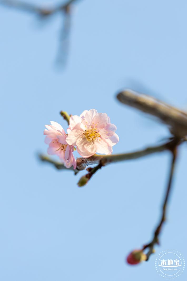 梅园梅花