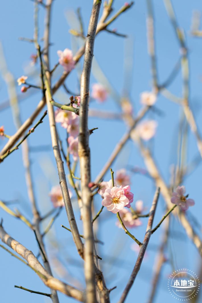 梅园梅花