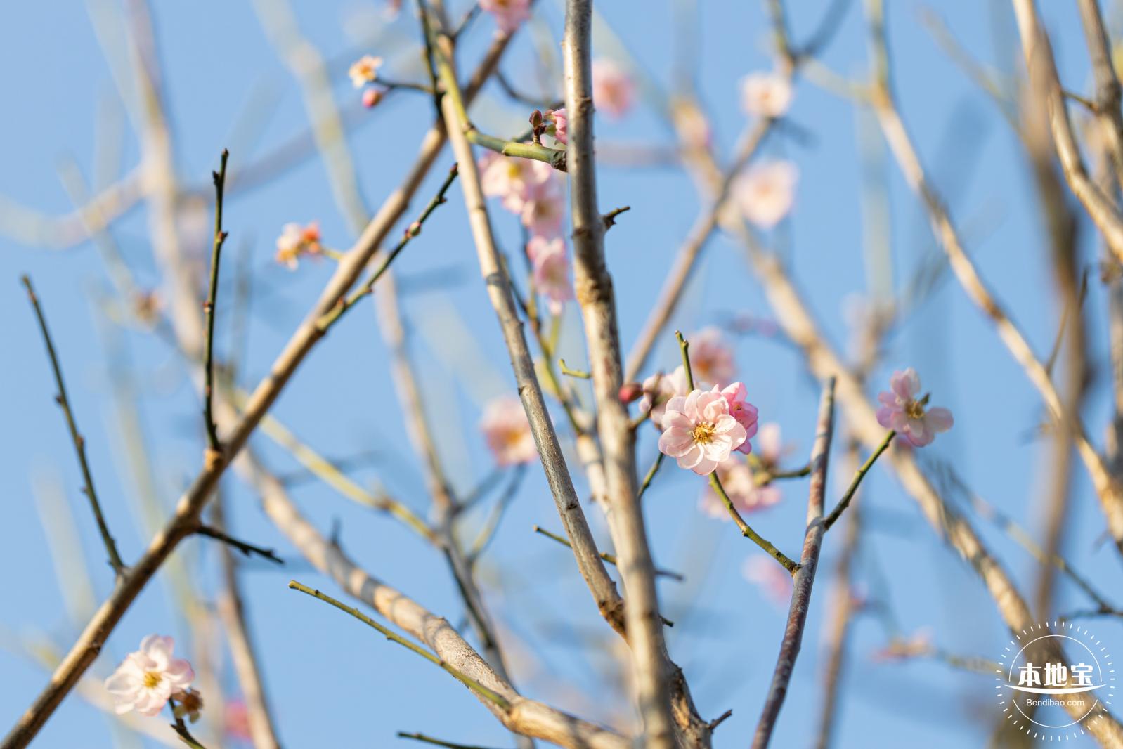 梅园梅花