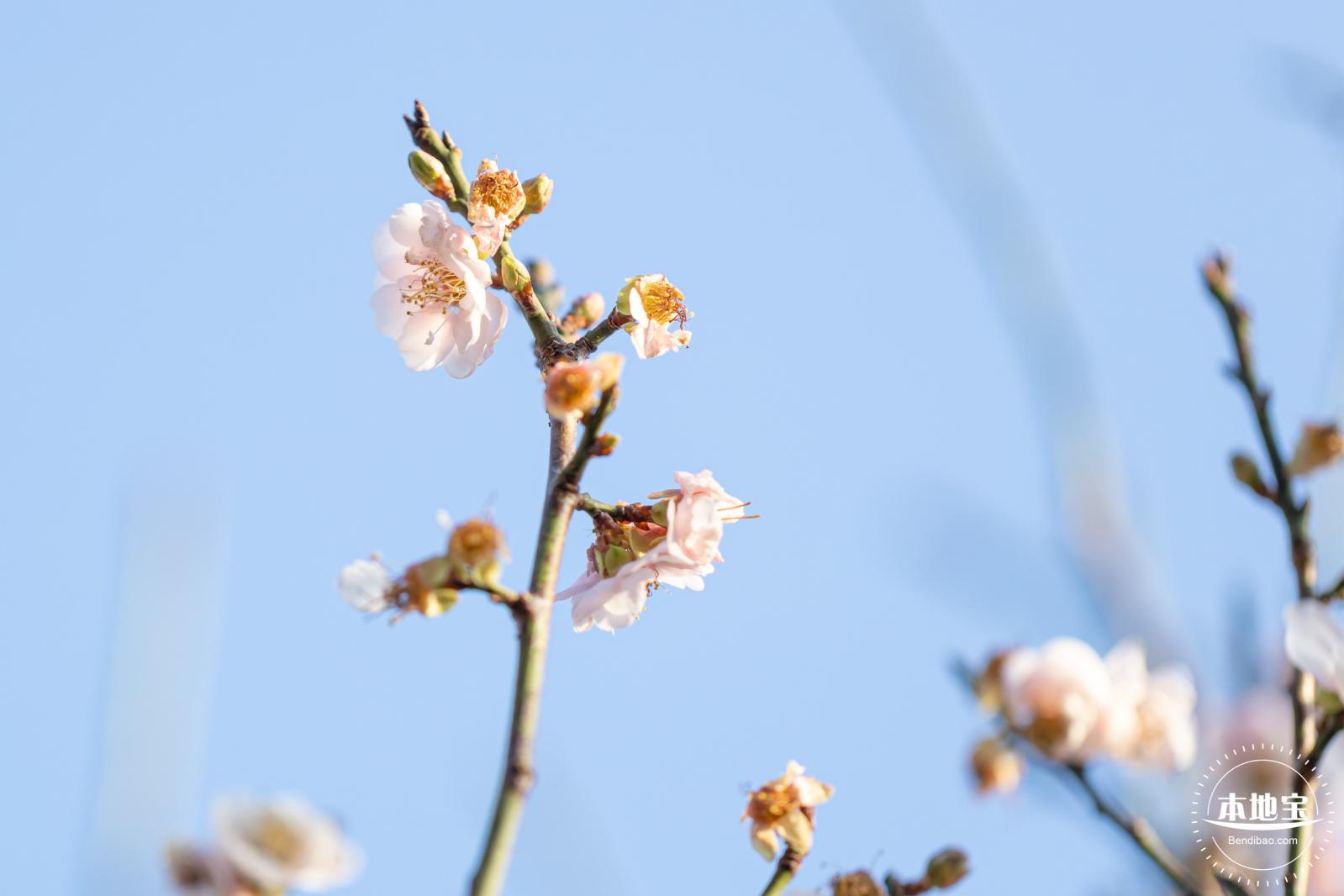 梅园梅花