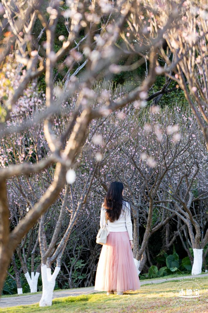 梅园梅花