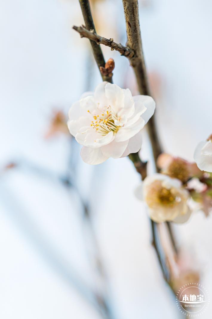梅园梅花